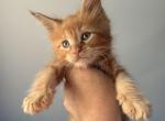 Sabre - Maine Coon Kitten For Sale - Sedalia&comma; MO&comma; US