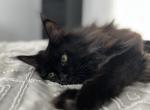 Leo - Maine Coon Cat For Sale - Cape Coral&comma; FL&comma; US
