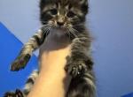 Drax - Maine Coon Kitten For Sale - Sedalia&comma; MO&comma; US