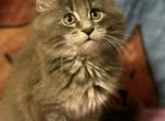 Simba - Maine Coon Kitten For Sale - 