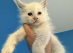 Grimm - Maine Coon Kitten For Sale - Sedalia&comma; MO&comma; US