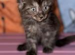 Cammie - Maine Coon Kitten For Sale - Birmingham&comma; AL&comma; US