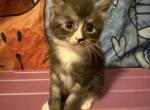 Cameron - Maine Coon Kitten For Sale - 