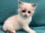 Squirt - Ragdoll Kitten For Sale - Stevens&comma; PA&comma; US