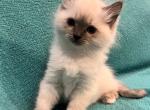 Rascal - Ragdoll Kitten For Sale - Stevens&comma; PA&comma; US