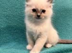 Taffy - Ragdoll Kitten For Sale - Stevens&comma; PA&comma; US