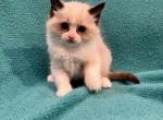 Pudding - Ragdoll Kitten For Sale - Stevens&comma; PA&comma; US