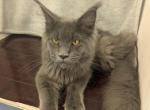Breeding Rights Included - Maine Coon Kitten For Sale - Hendersonville&comma; TN&comma; US