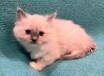 Snowball - Ragdoll Kitten For Sale - Stevens&comma; PA&comma; US