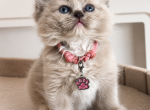 Pink collar - Ragdoll Kitten For Sale - Meadville&comma; PA&comma; US