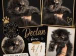 Black boy - Persian Kitten For Sale - Clay&comma; PA&comma; US