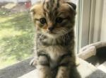 Stewie - Scottish Fold Kitten For Sale - Copperas Cove&comma; TX&comma; US