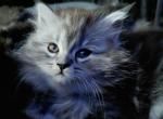 Maine Coon Dollface Persian Hybrids - Maine Coon Kitten For Sale - 