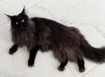Leo - Maine Coon Cat For Sale - Cape Coral&comma; FL&comma; US