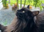 Leo - Maine Coon Cat For Sale - Cape Coral&comma; FL&comma; US