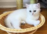 Lily - British Shorthair Kitten For Sale - Brooklyn&comma; NY&comma; US