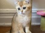 Markus - Scottish Straight Kitten For Sale - New York&comma; NY&comma; US
