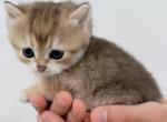 Tommy - British Shorthair Kitten For Sale - 