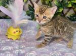 Bengal cats pride - Bengal Cat For Sale - New Prague&comma; MN&comma; US
