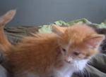 Sneezy - Maine Coon Kitten For Sale - MI&comma; US