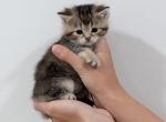 William - British Shorthair Kitten For Sale - Winder&comma; GA&comma; US