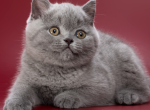 Ollie - British Shorthair Kitten For Sale - Pembroke Pines&comma; FL&comma; US