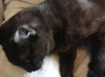 Bruno - Highlander Kitten For Sale - Phila&comma; PA&comma; US