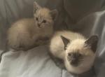 Siamese - Siamese Kitten For Sale - 