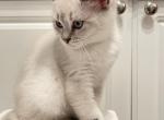 Lynx point Boy - Scottish Straight Kitten For Sale - Federal Way&comma; WA&comma; US