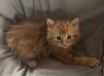 Ragdoll - Ragdoll Kitten For Sale - Alamosa&comma; CO&comma; US
