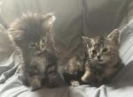 Calico and Orange - American Longhair Kitten For Sale - Alamosa&comma; CO&comma; US