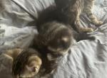 Domestic - Domestic Kitten For Sale - 