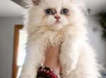 Milo - Persian Kitten For Sale - Bourbonnais&comma; IL&comma; US