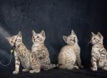 Bengal kittens for the low - Bengal Kitten For Sale - Belleville&comma; NJ&comma; US
