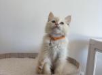 Orange Collar - Ragdoll Kitten For Sale - 
