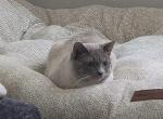 Mochi - Domestic Cat For Adoption - Carnegie&comma; PA&comma; US