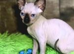 Valerian - Sphynx Kitten For Sale - Mundelein&comma; IL&comma; US