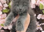 Lily - Maine Coon Kitten For Sale - 