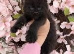 Katya - Maine Coon Kitten For Sale - 
