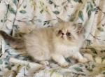 Ewok - Persian Kitten For Sale - Delta&comma; PA&comma; US