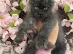 Kira - Maine Coon Kitten For Sale - Huntley&comma; IL&comma; US