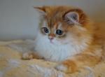 Hollysun - British Shorthair Kitten For Sale - San Mateo&comma; CA&comma; US