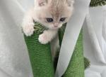 Olya litters - Scottish Straight Kitten For Sale - Wellford&comma; SC&comma; US