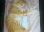 Frisk and franny - Domestic Kitten For Sale - Fort Worth&comma; TX&comma; US