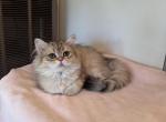 Juja - British Shorthair Kitten For Sale - San Mateo&comma; CA&comma; US