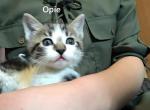 Cutesy Part Siamese Kittens In Need Of Loving Home - Siamese Kitten For Sale - Saint Maries&comma; ID&comma; US