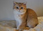 Gina - British Shorthair Kitten For Sale - San Mateo&comma; CA&comma; US