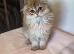 Mamik - Scottish Fold Kitten For Sale - San Mateo&comma; CA&comma; US