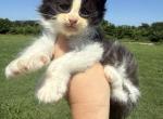 Luther polydactyl - Maine Coon Kitten For Sale - Locust Grove&comma; OK&comma; US