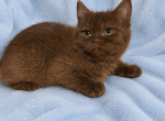 Chocolate Scottish kitten - Scottish Straight Kitten For Sale - Tacoma&comma; WA&comma; US